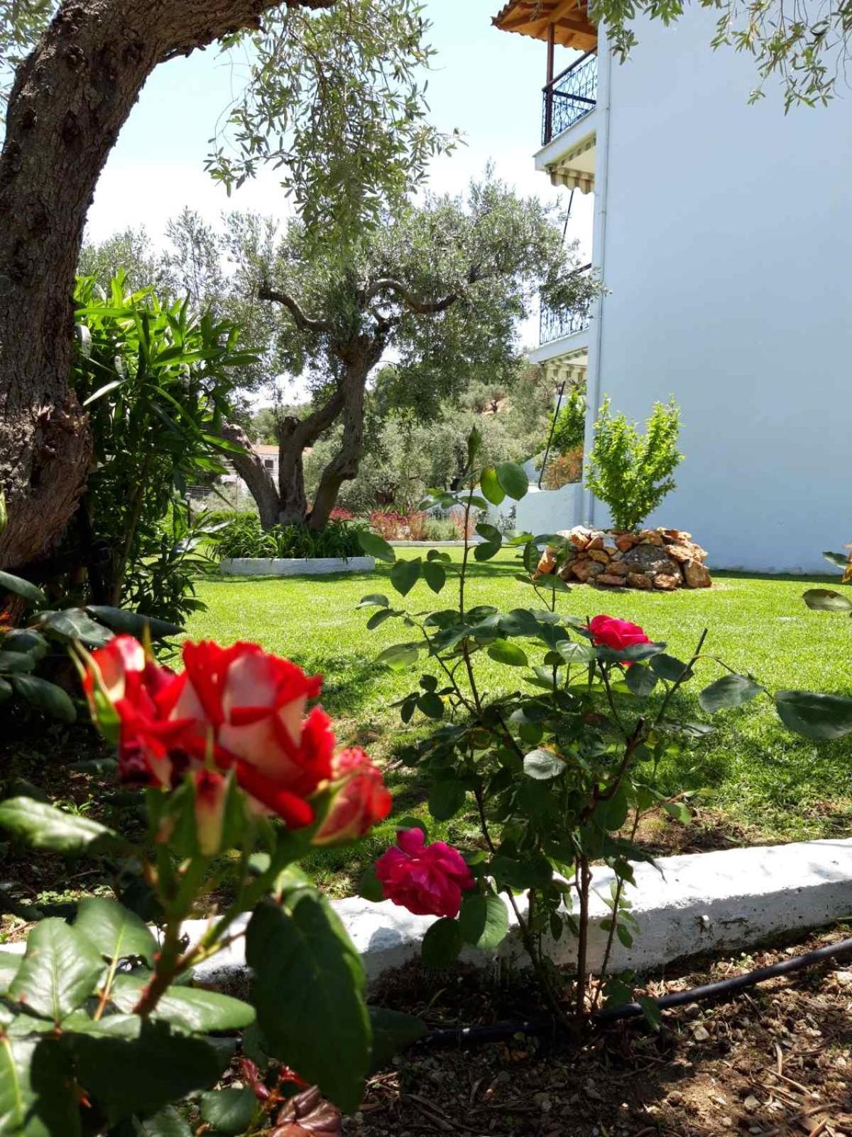 Olive Grove Studios Μεγάλη Άμμος Εξωτερικό φωτογραφία