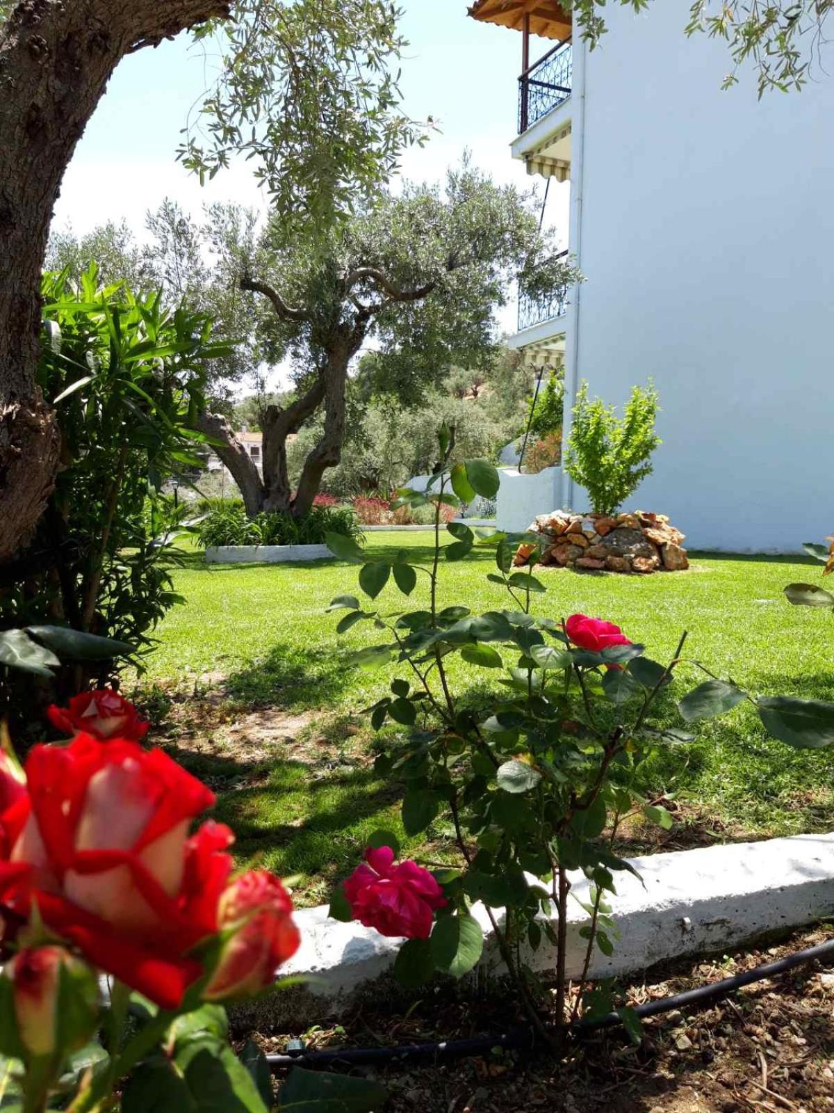 Olive Grove Studios Μεγάλη Άμμος Εξωτερικό φωτογραφία